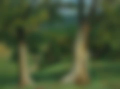 TREES, VERMONT (preview)