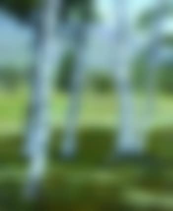 STEEPLE THROUGH THE BIRCHES (preview)