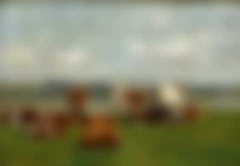 Grazing cows (preview)