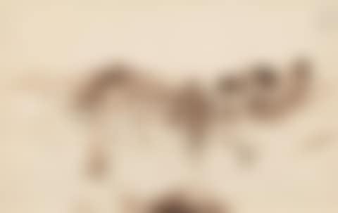 Landscape (preview)