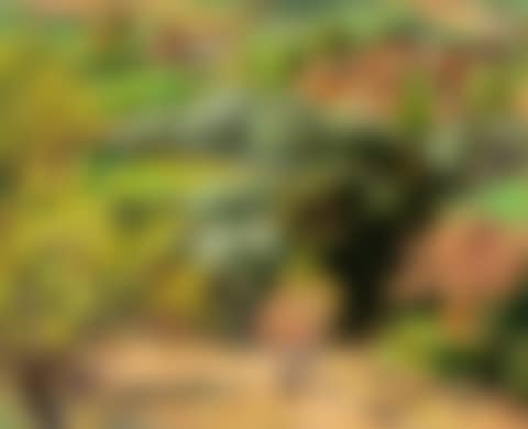 Provençal landscape (preview)