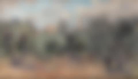 Olive trees in Saint Rémy de Provence (preview)