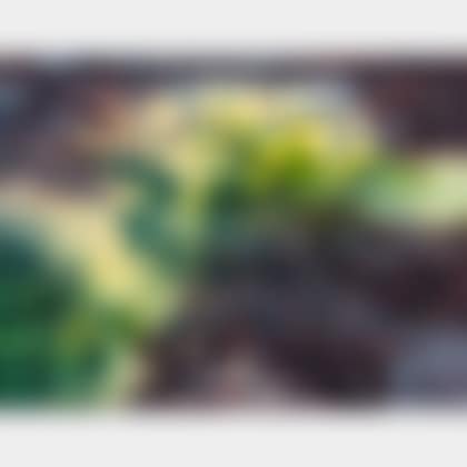 Pond Edge IV (preview)