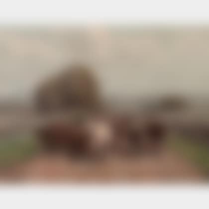 Cattle on Road (preview)