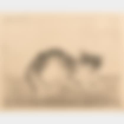 Chat assis de face (preview)