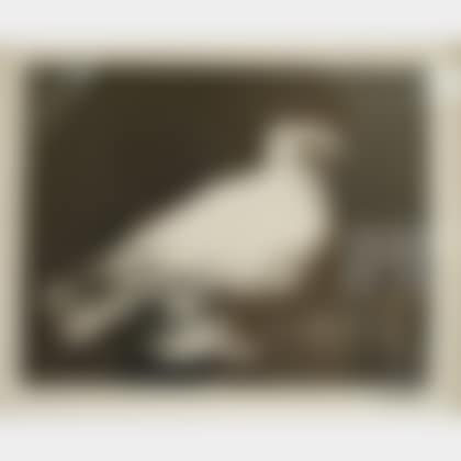 Dove (preview)