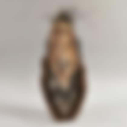 New Guinea Wood Mask (preview)