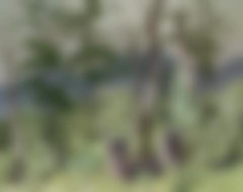 Woodland Tangle (preview)