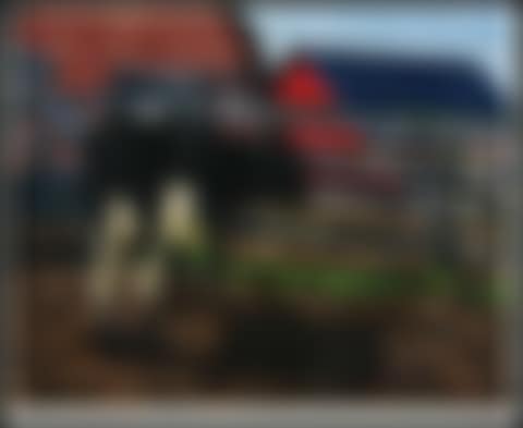 Young Holstein on Chalack"s Farm (00413/2013-T845) (preview)