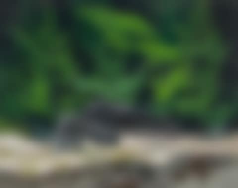 Palmer Rapids (preview)