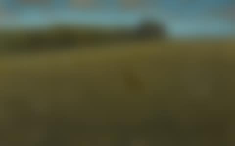 Roe Deer at Dusk (preview)