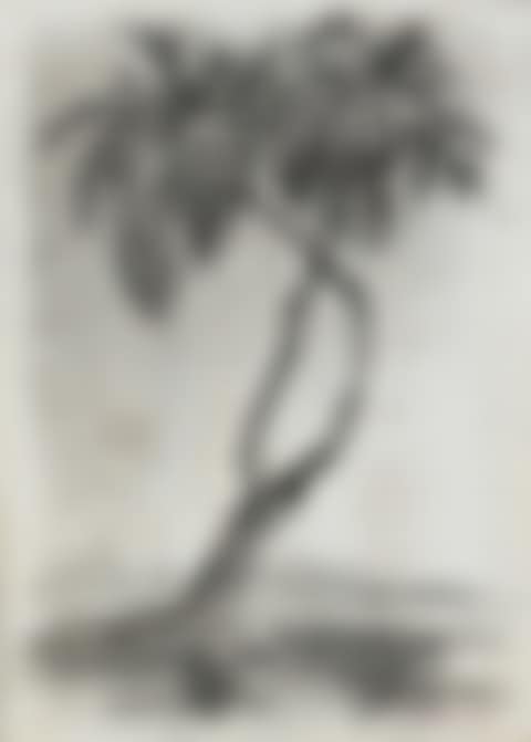 Palm Trees (preview)