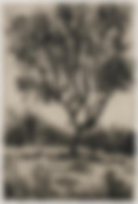 Tree (preview)
