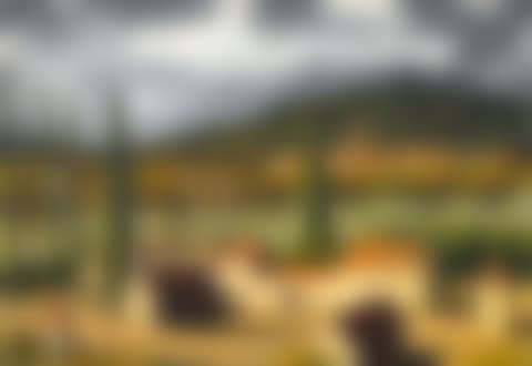 La Château et le Loire (preview)