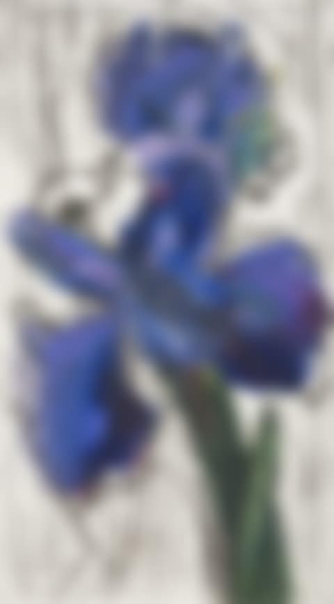 Dutch Iris (preview)