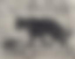 Pacing Panther (preview)