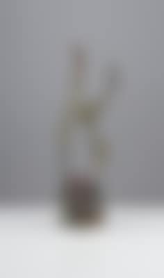 Astort (preview)