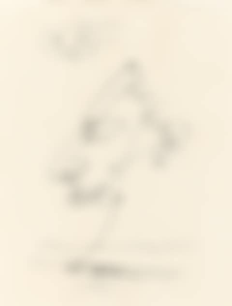 Untitled, (Profile). (preview)