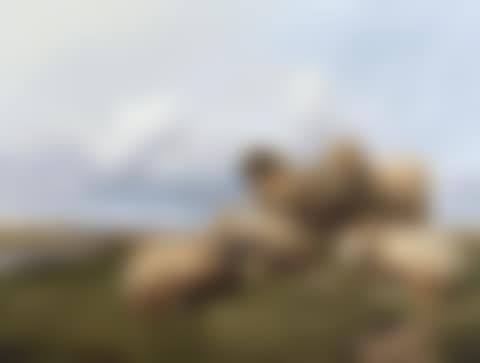 In Canterbury meadows (preview)