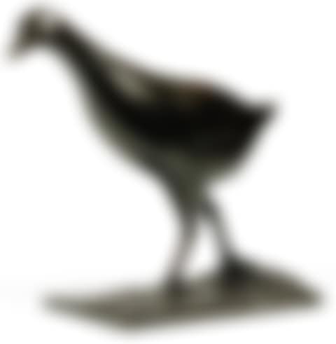 Moorhen (preview)