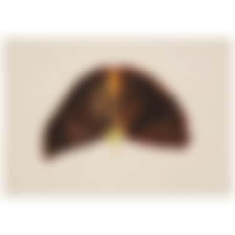 Plant form (preview)