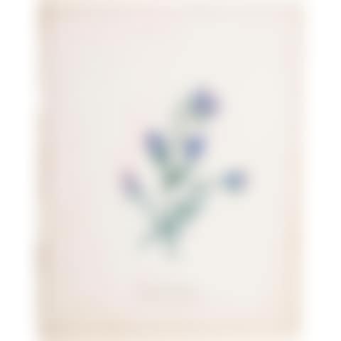 Study of daffodil and butterfly (preview)