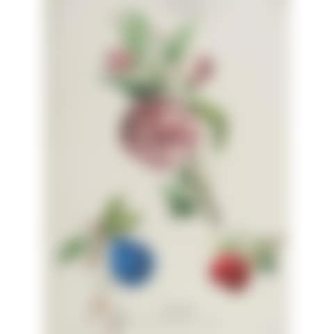 BOUQUETS FROM THE VILMORIN ALBUM - DOUBLE ROSE - GERANIUM - PEACH - PLUM - APPLE (preview)