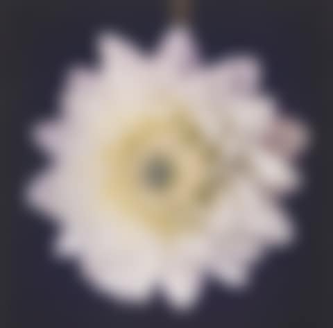 Dahlia on Black, 2000 (preview)