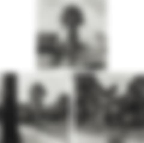 Palm Trees (preview)