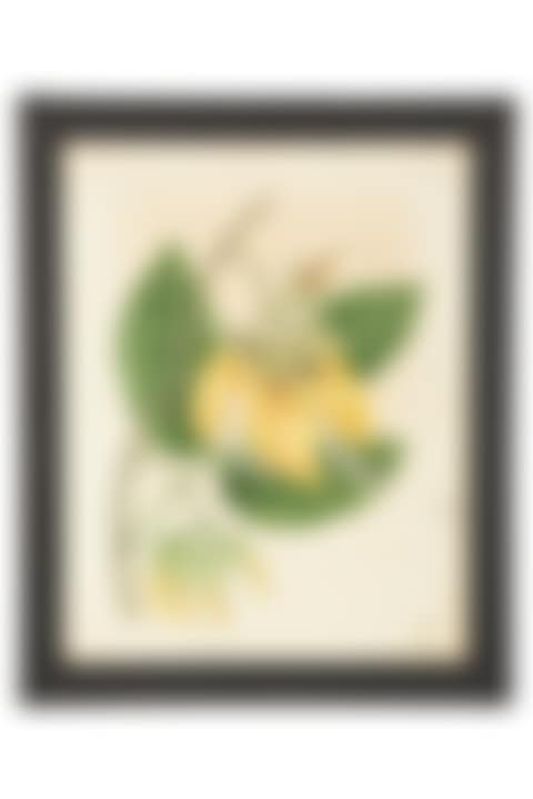 A Set of Eighteen Framed English Botanical Watercolor Illustrations (preview)