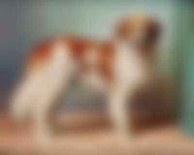 A St Bernard (preview)