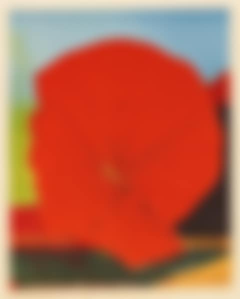 Rote Blume I (preview)