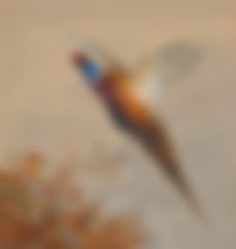 A cock pheasant in flight (preview)