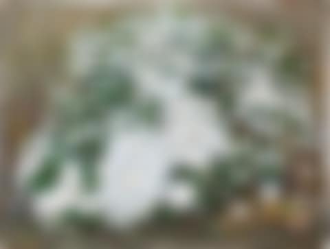 Field Chrysanthemums (preview)
