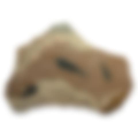 Natural Fossil Fish Mortality Plaque (preview)