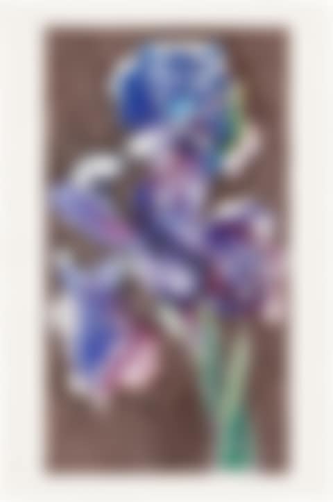 Dutch Iris II (preview)