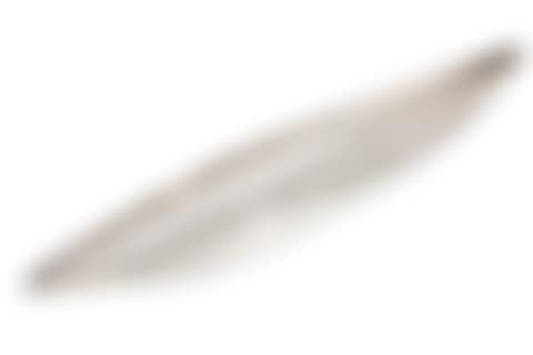 BOWL (preview)