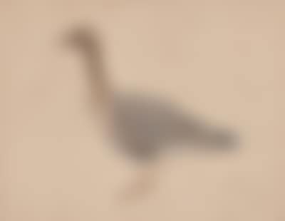 A goose (preview)