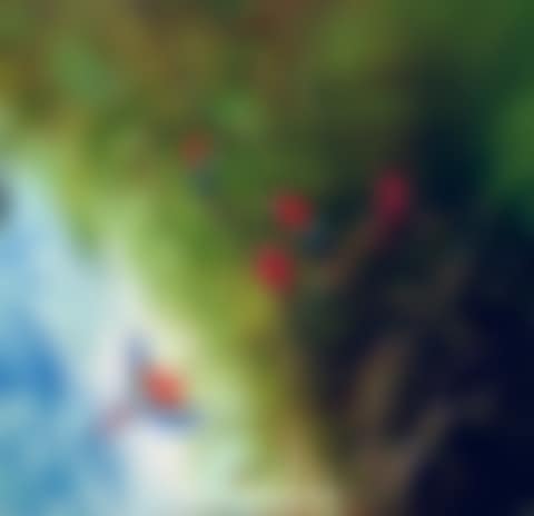 The voice of nature (preview)