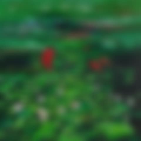 Lotus Paradise (preview)