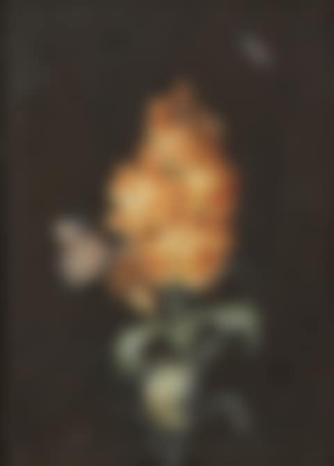 A branch of orange blossom with a moth and a beetle (preview)
