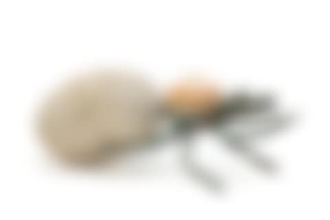 The Ant (preview)