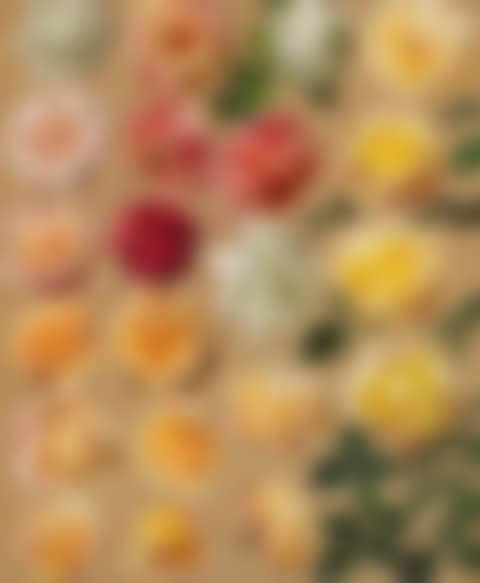 Rose studies (preview)