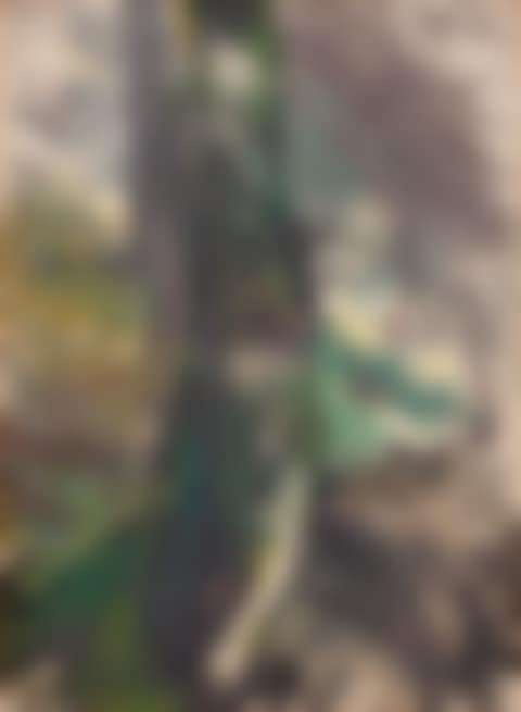 Forest view (preview)