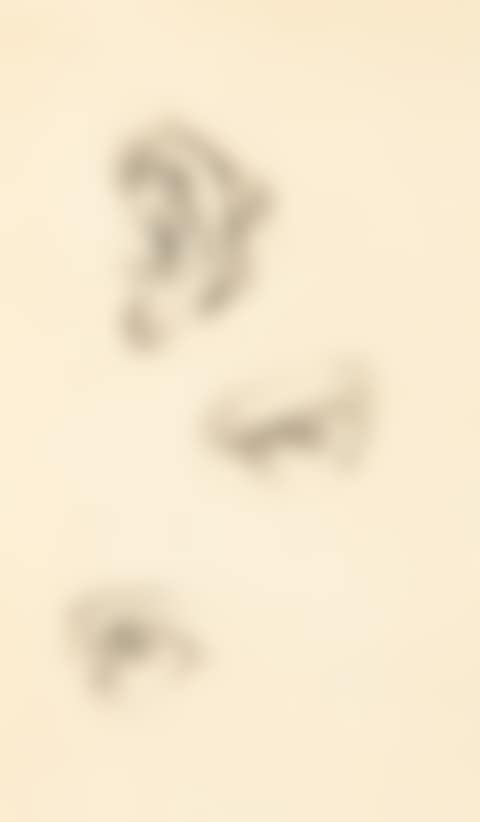 "Étude de visage" ("Face study") (preview)