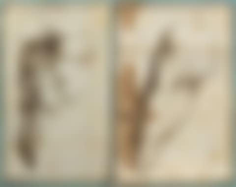 Two anatomical studies: 1. Thigh; 2. Male torso. (preview)