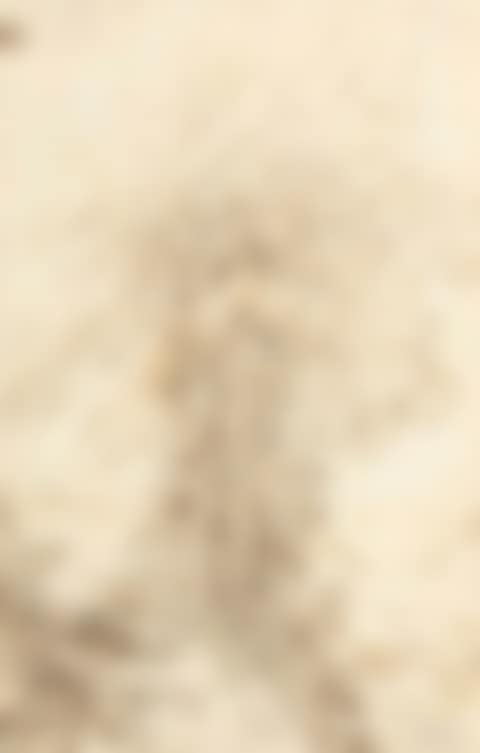 Tree study (preview)