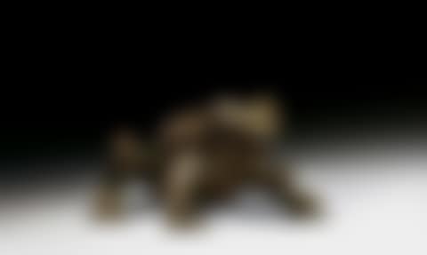 Crapaud (preview)