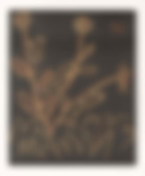 Plantes auxToritos (preview)