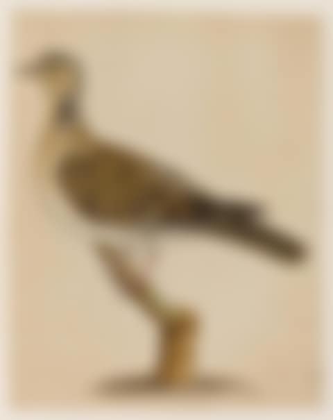 Picture of bird (preview)